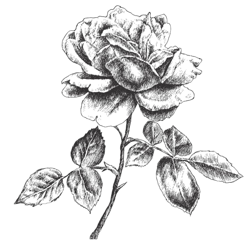 Rose - Temporary Tattoo