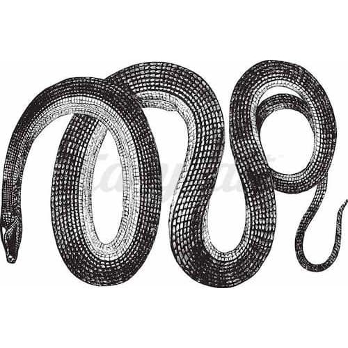 Wrapped Snake - Temporary Tattoo