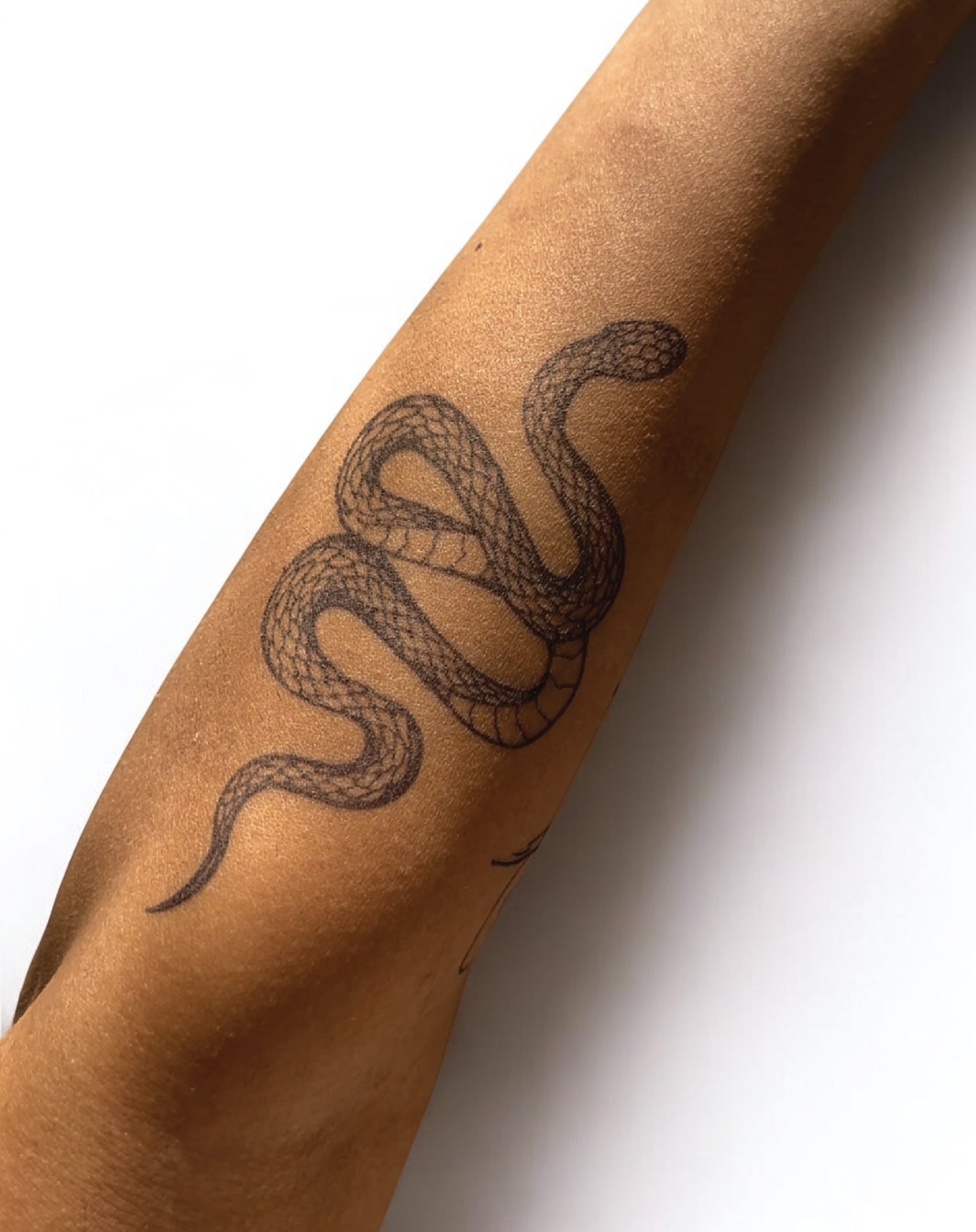 Elegant Snake