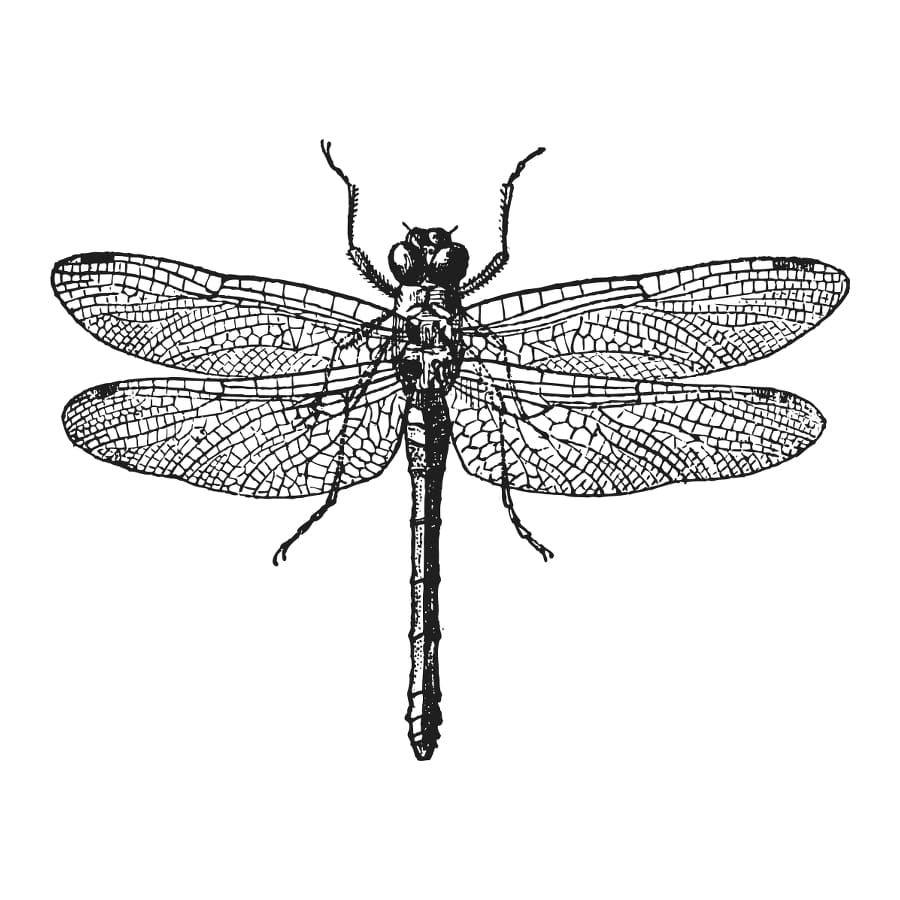 Dragon Fly - Temporary Tattoo