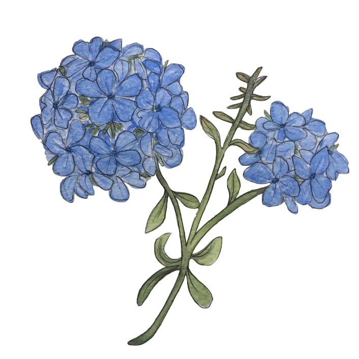 Hydrangea - Temporary Tattoo