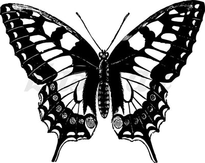 Noir Butterfly - Temporary Tattoo