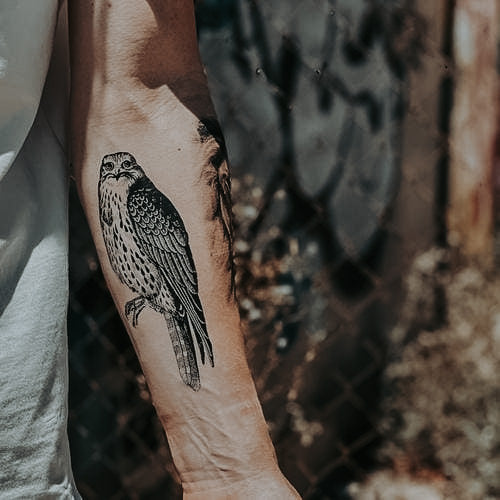 Peregrine Falcon - Temporary Tattoo